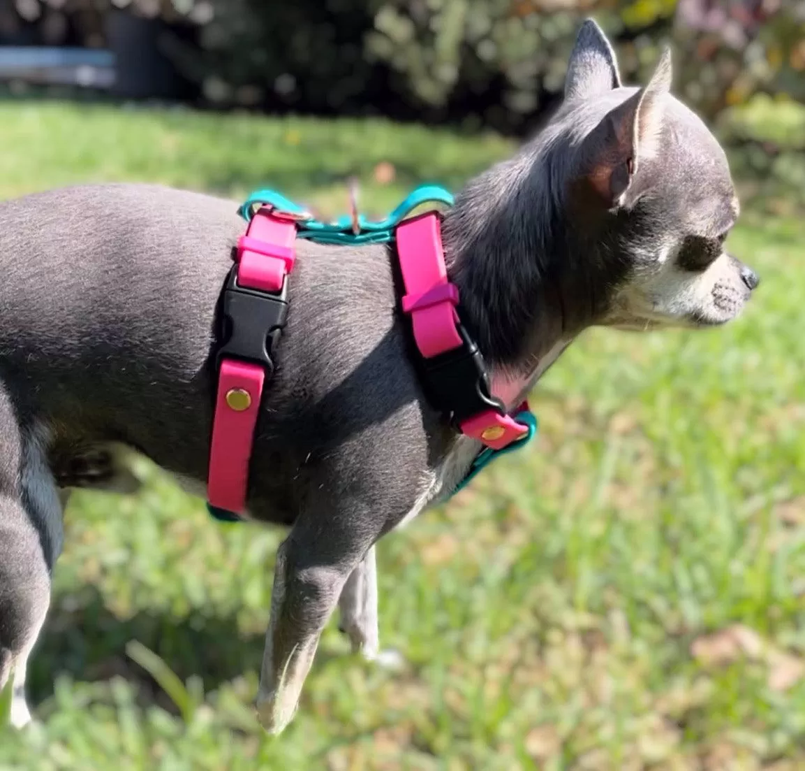 All Rounder Pet Harness, For The Perfect And Safe Fit. Customise