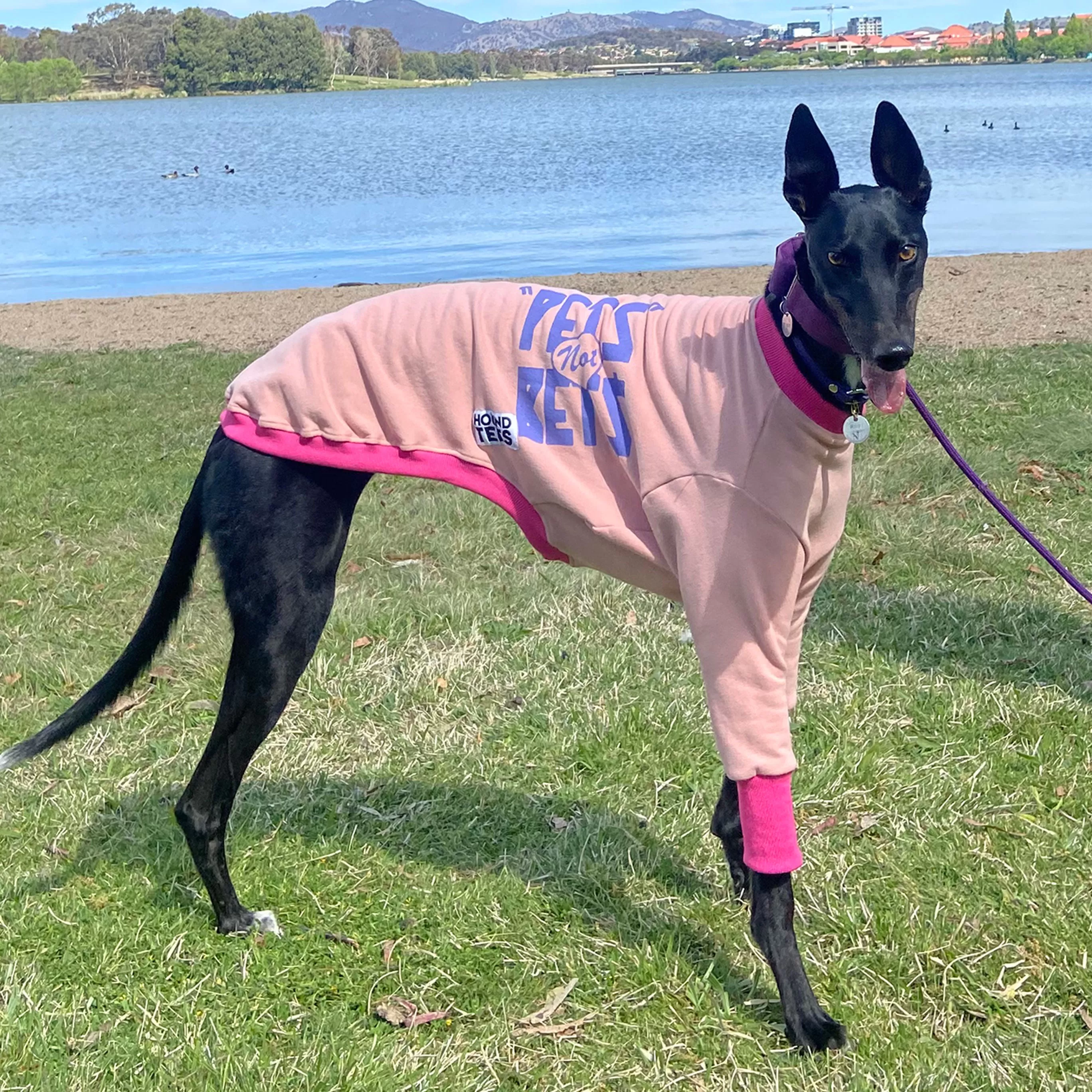 Pets Not Bets Pink WHIPPET Sweater