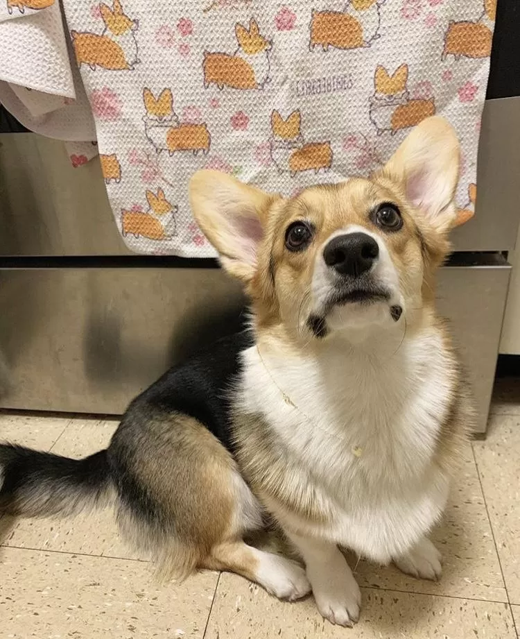 "Cherry Blossom" Classic Corgi Waffle Weave Kitchen Towel